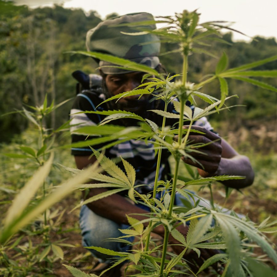 Militant Rasta in the weed field wearing a camo army dreadlocks hat without visor