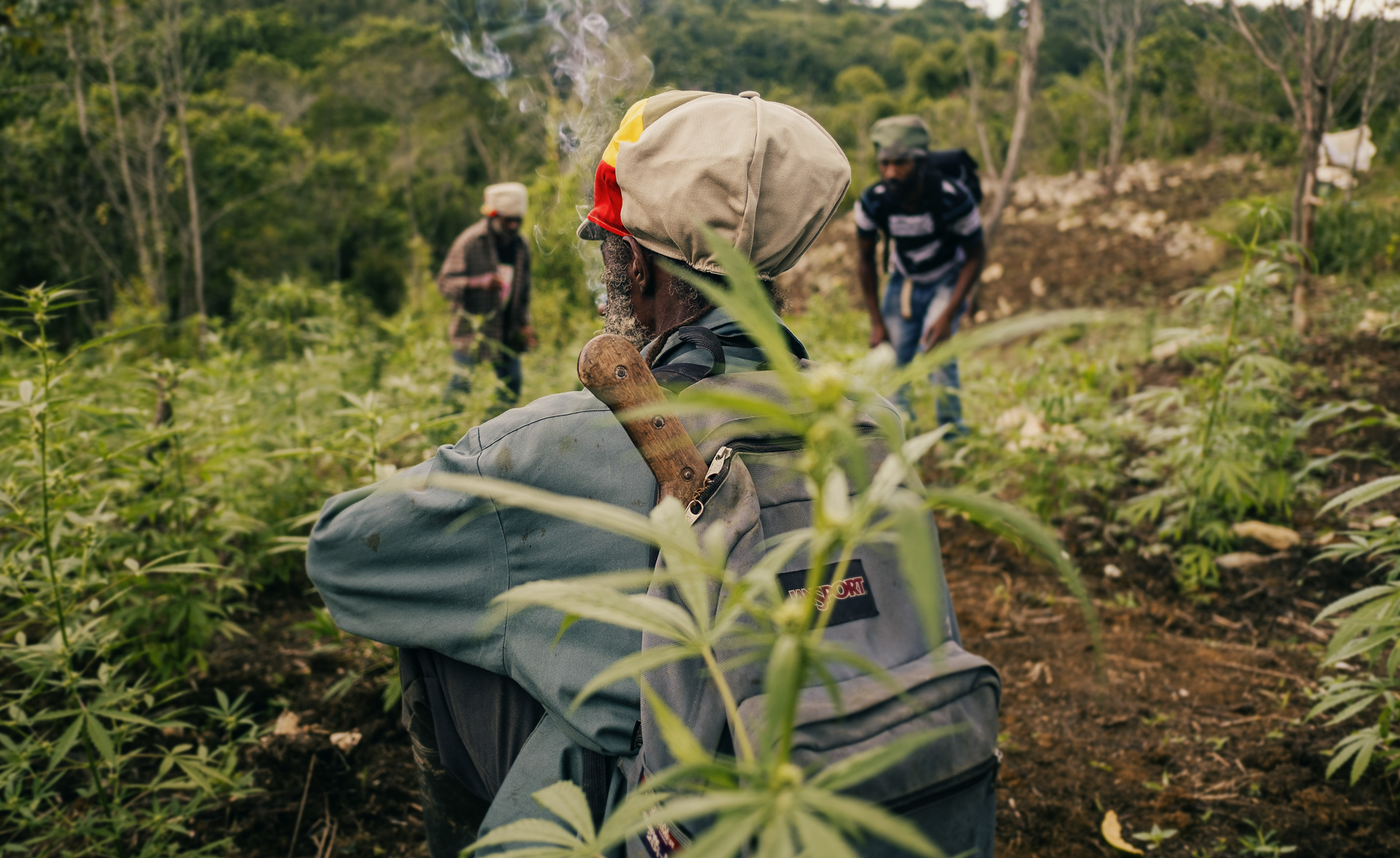 Jamaican farmer smoking in the middle of a weed field and wearing a beige rasta hat