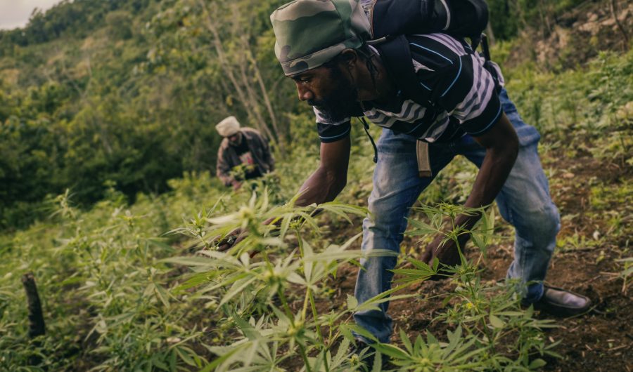 Militant Rasta in the weed field wearing a camo army dreadlocks hat without visor